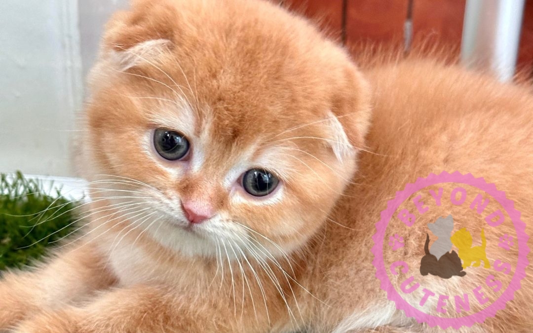 “Kiwi” Golden SF male kitten