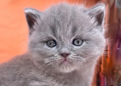 “Aurea” Blue Female kitten