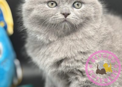 “Lawndale” Blue Scottish Fold Female