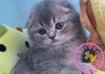 “Pomona” Blue Golden Scottish Fold Female $3500