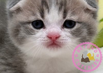 “Hollywood” Blue golden Scottish fold male