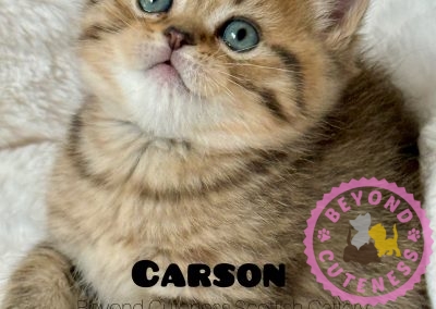 “Carson” Golden Ny24 Male