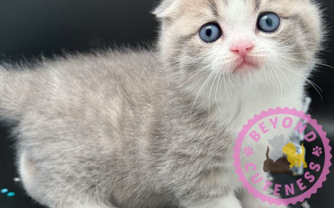 “Hollywood” Blue golden Scottish fold male $3500