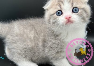 “Hollywood” Blue golden Scottish fold male