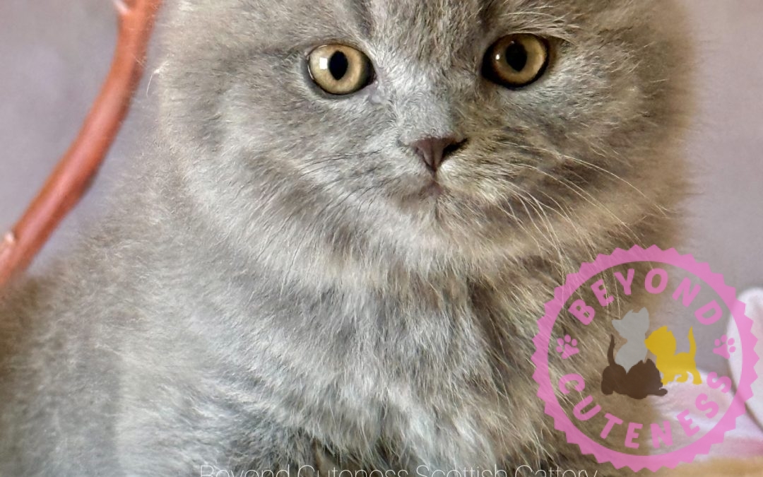 “Lawndale” Blue Scottish Fold Female $3500