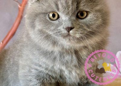 “Lawndale” Blue Scottish Fold Female