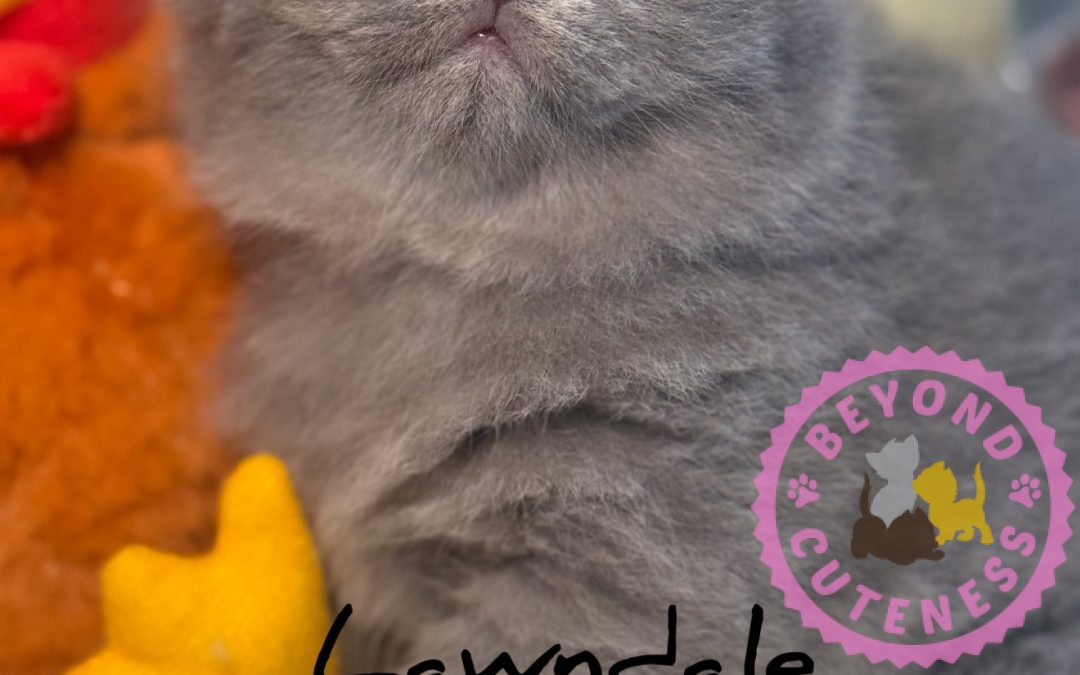 “Lawndale” Blue Scottish Fold Female